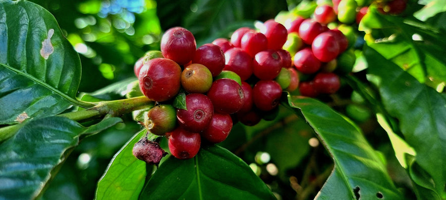 Ripe coffee cherries on the branch