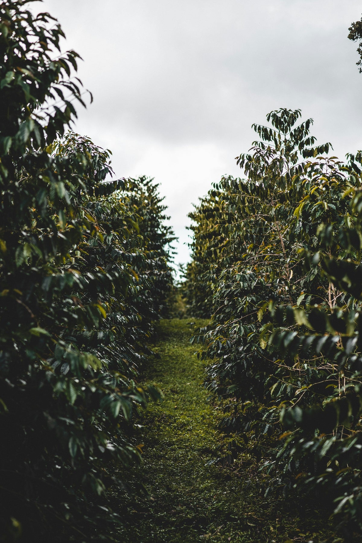 Coffee trees on a farm in Hawaiʻi
