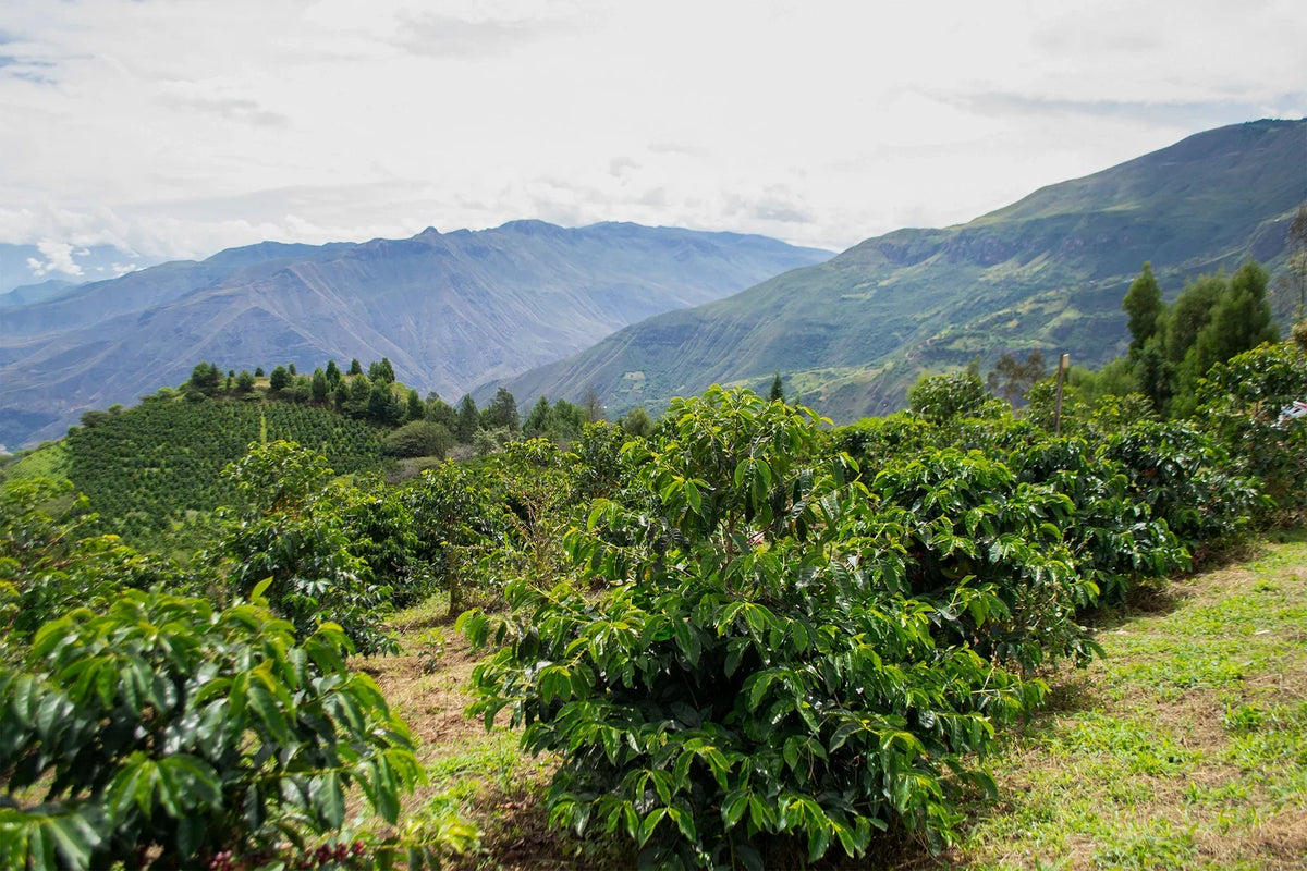 Ecuador Hacienda La Papaya Typica Mejorado Washed by La Barba Coffee