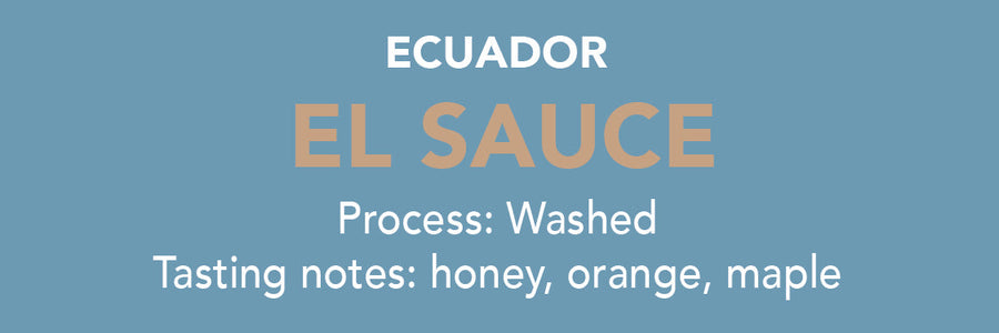 Dose - Ecuador El Sauce by Methodical Coffee