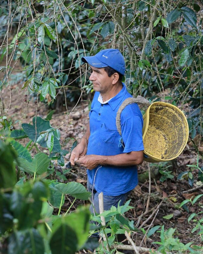 Peru Alto Pirias by Ironclad Coffee Roasters