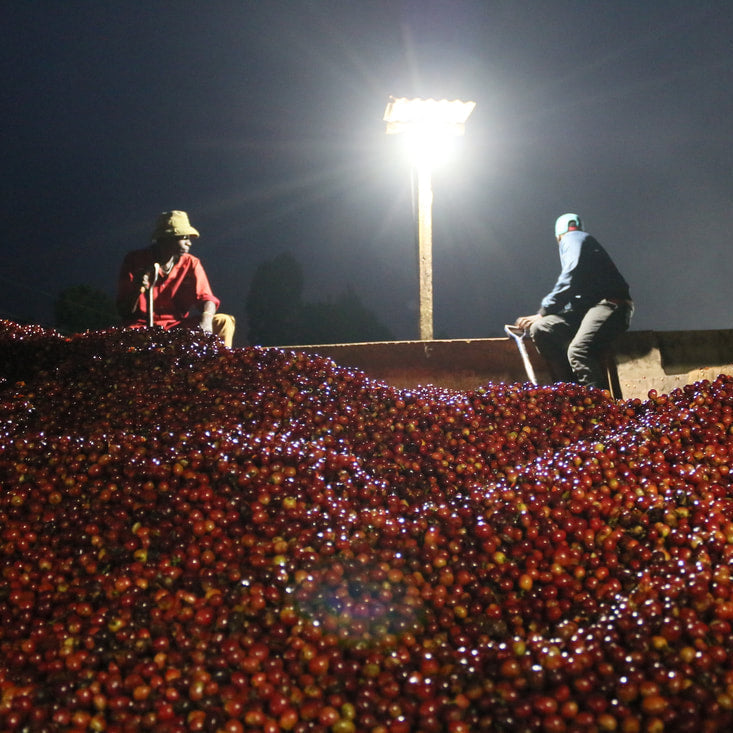 Kenya Karimikui AA by Vignette Coffee Roasters