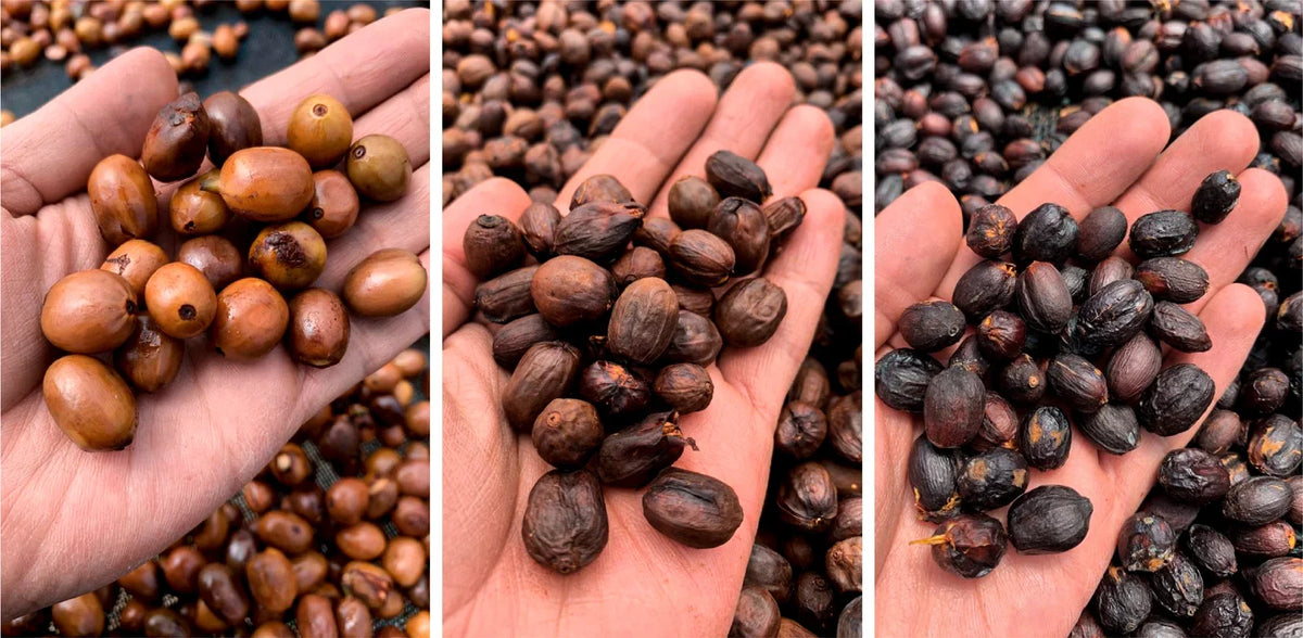 Ecuador Hacienda La Papaya Typica Mejorado Washed by La Barba Coffee