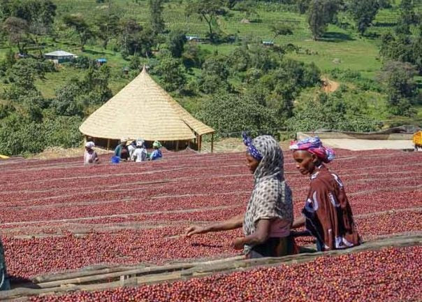 Ethiopian Guji by Vermont Artisan Coffee & Tea Co.