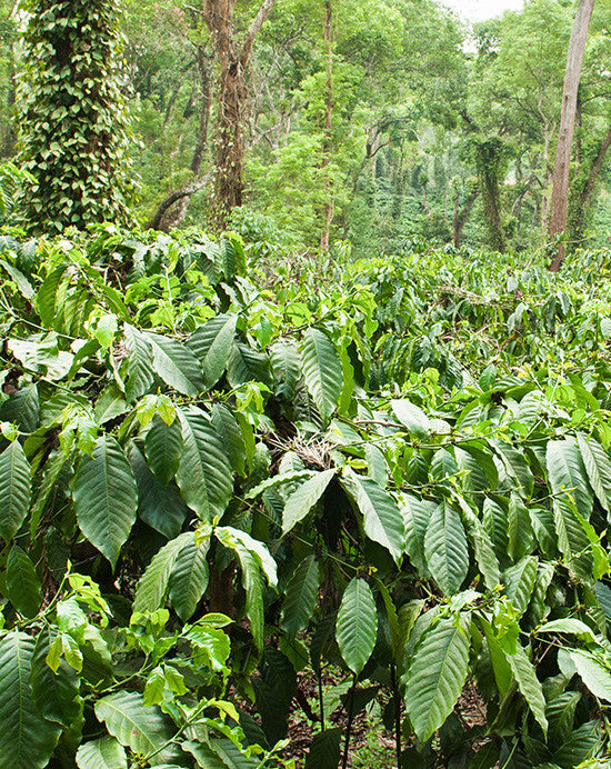 India Monsooned Malabar by Speeder & Earl's Coffee