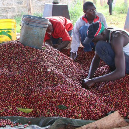 Kenya Karimikui AA by Vignette Coffee Roasters