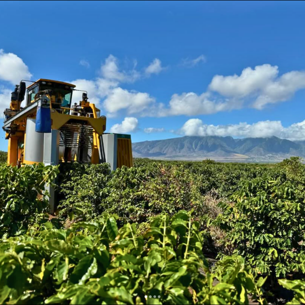 Maui Mellow by Big Island Coffee Roasters