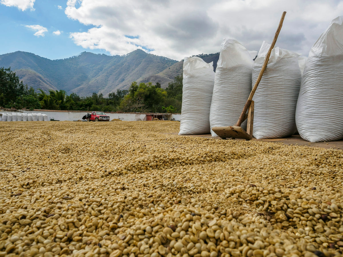 Coffee drying on a patio below the mountains