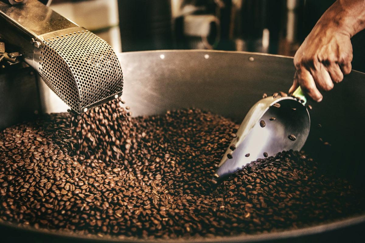 Roasted beans being scooped from the cooling tray